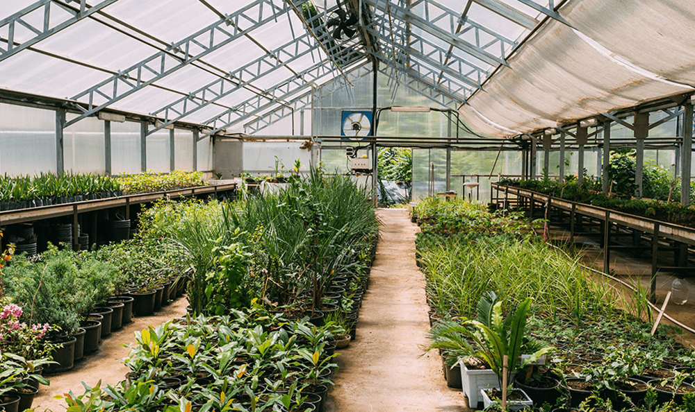 Inside of a greenhouse with plants